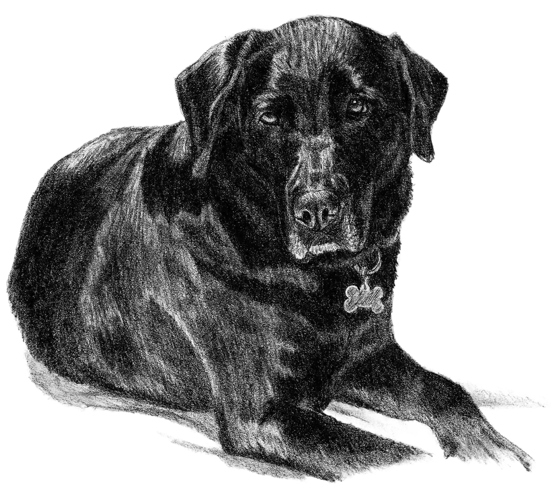 black dog construction